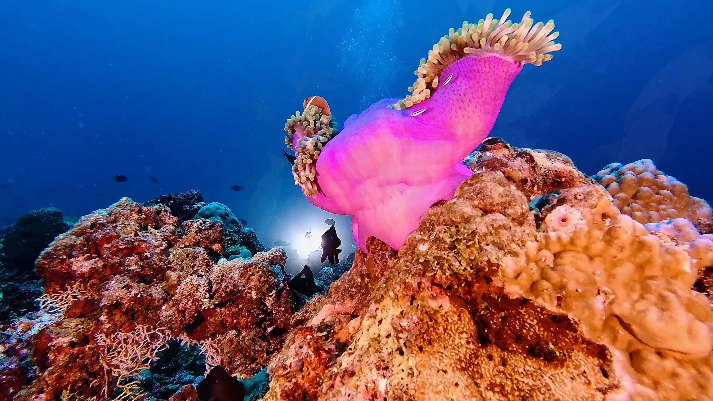 Pink magnificent anemone