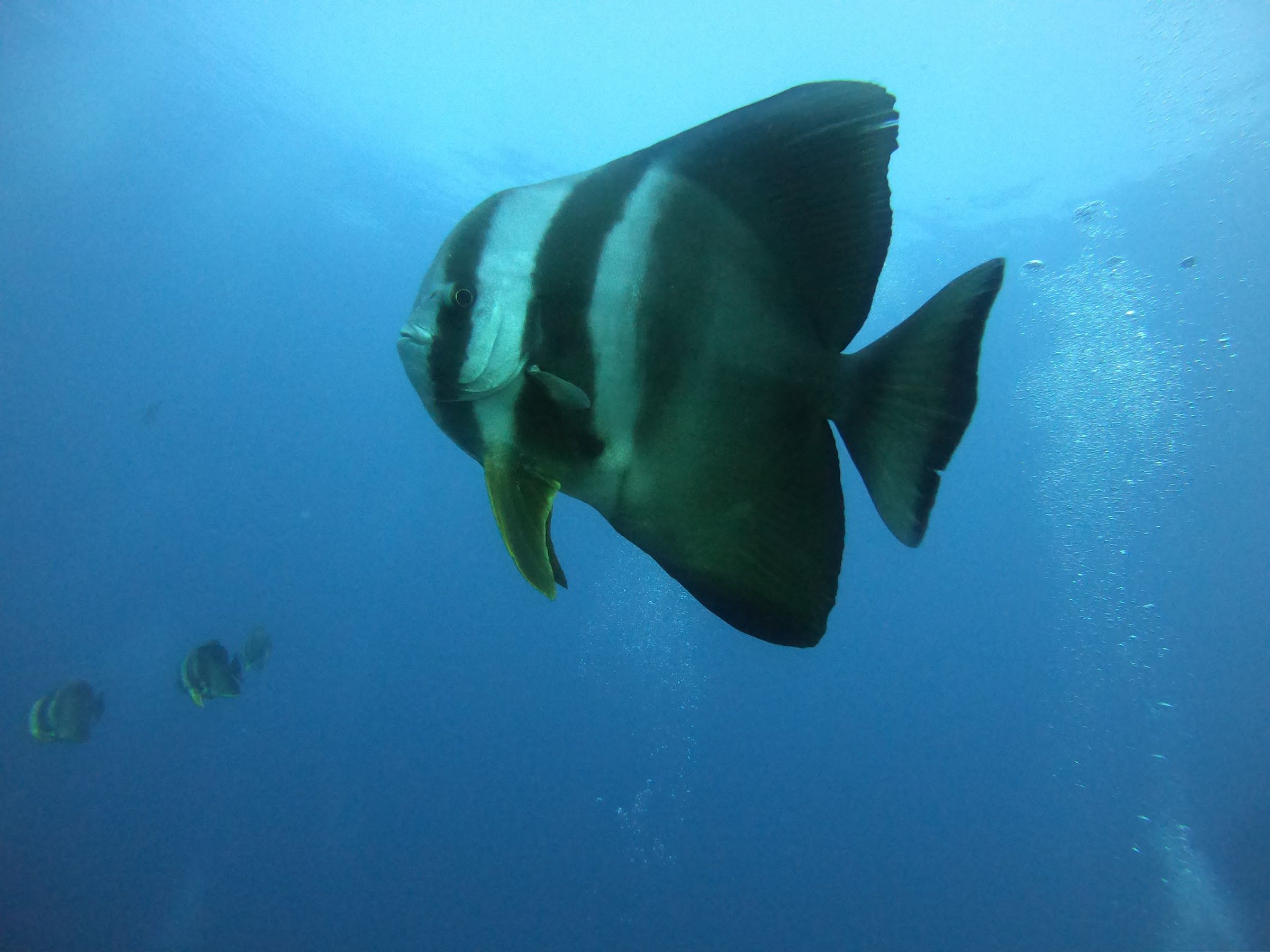 Batfish in blue water