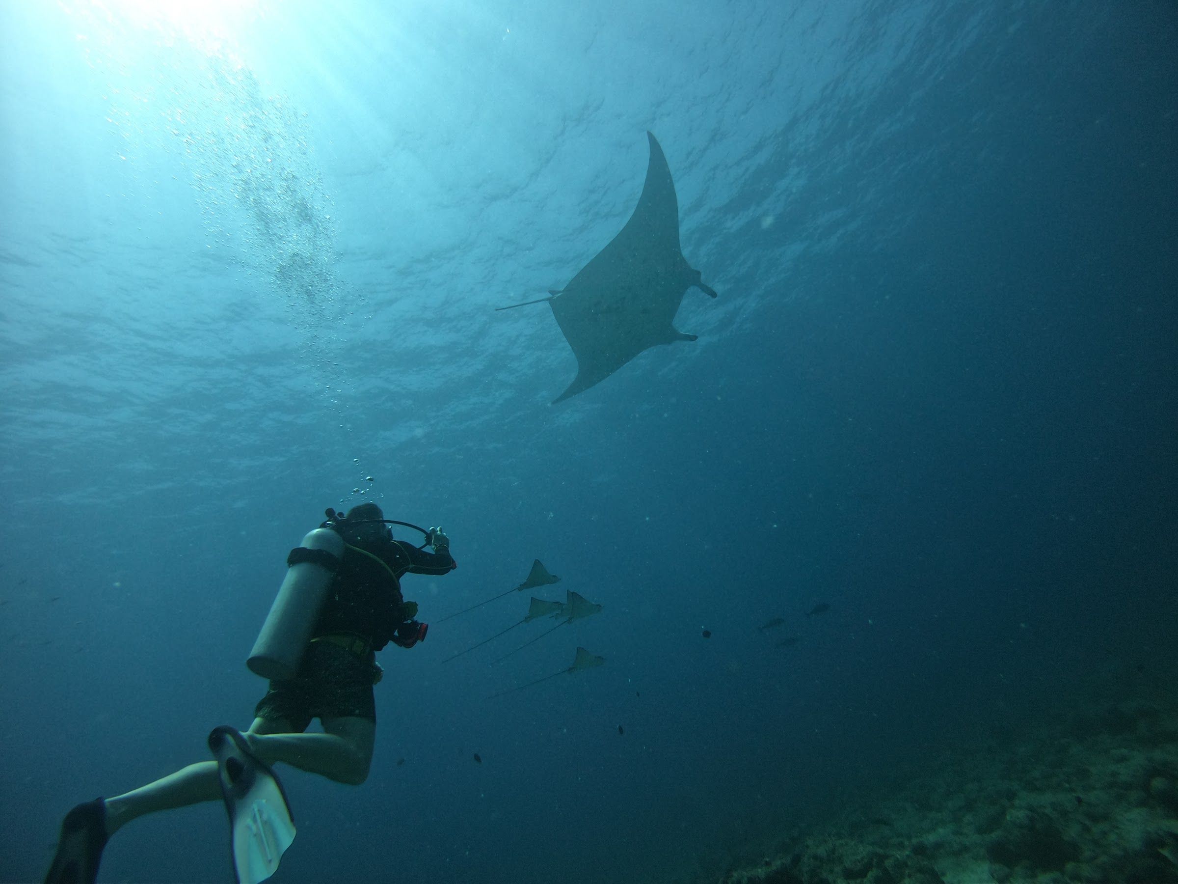 Diver watching a manta ray overhead