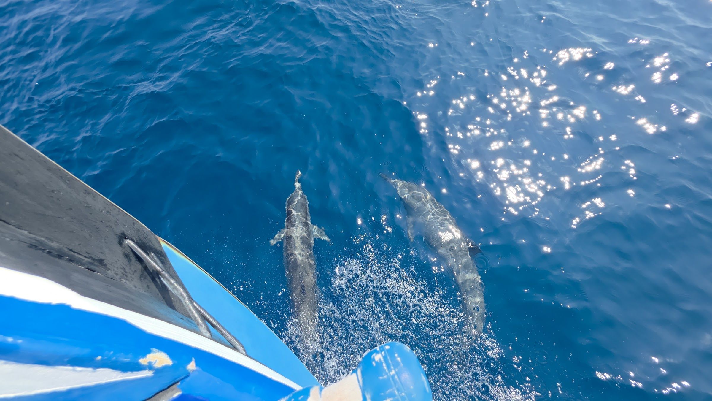 Dolphins riding the bow of the boat