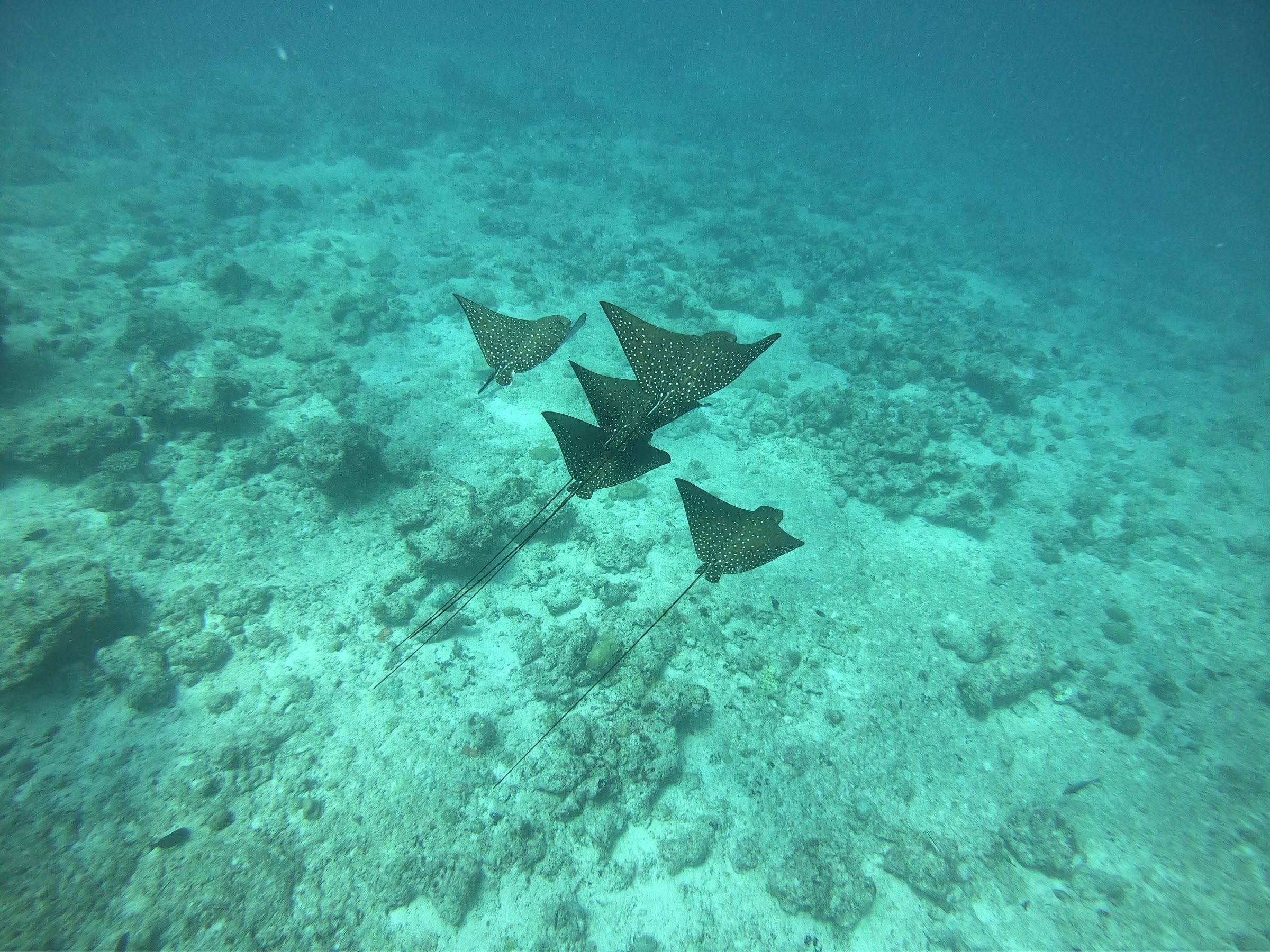 Group of eagle rays