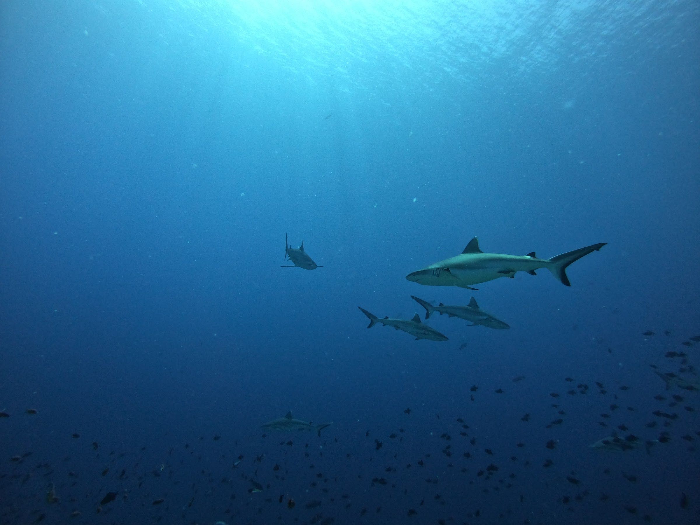 Grey reef sharks