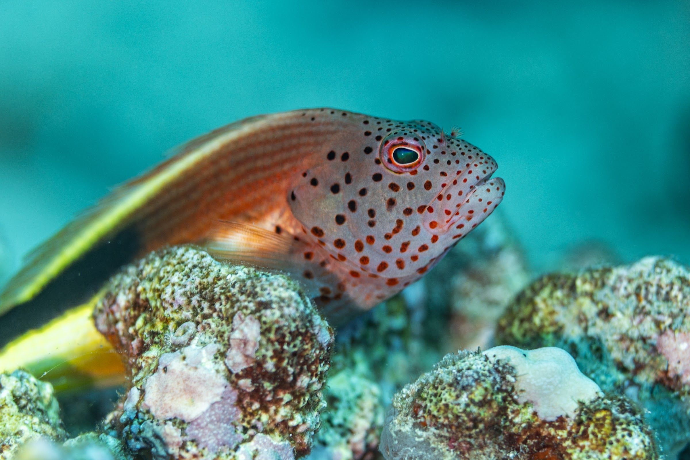 Freckled hawkfish on coral
