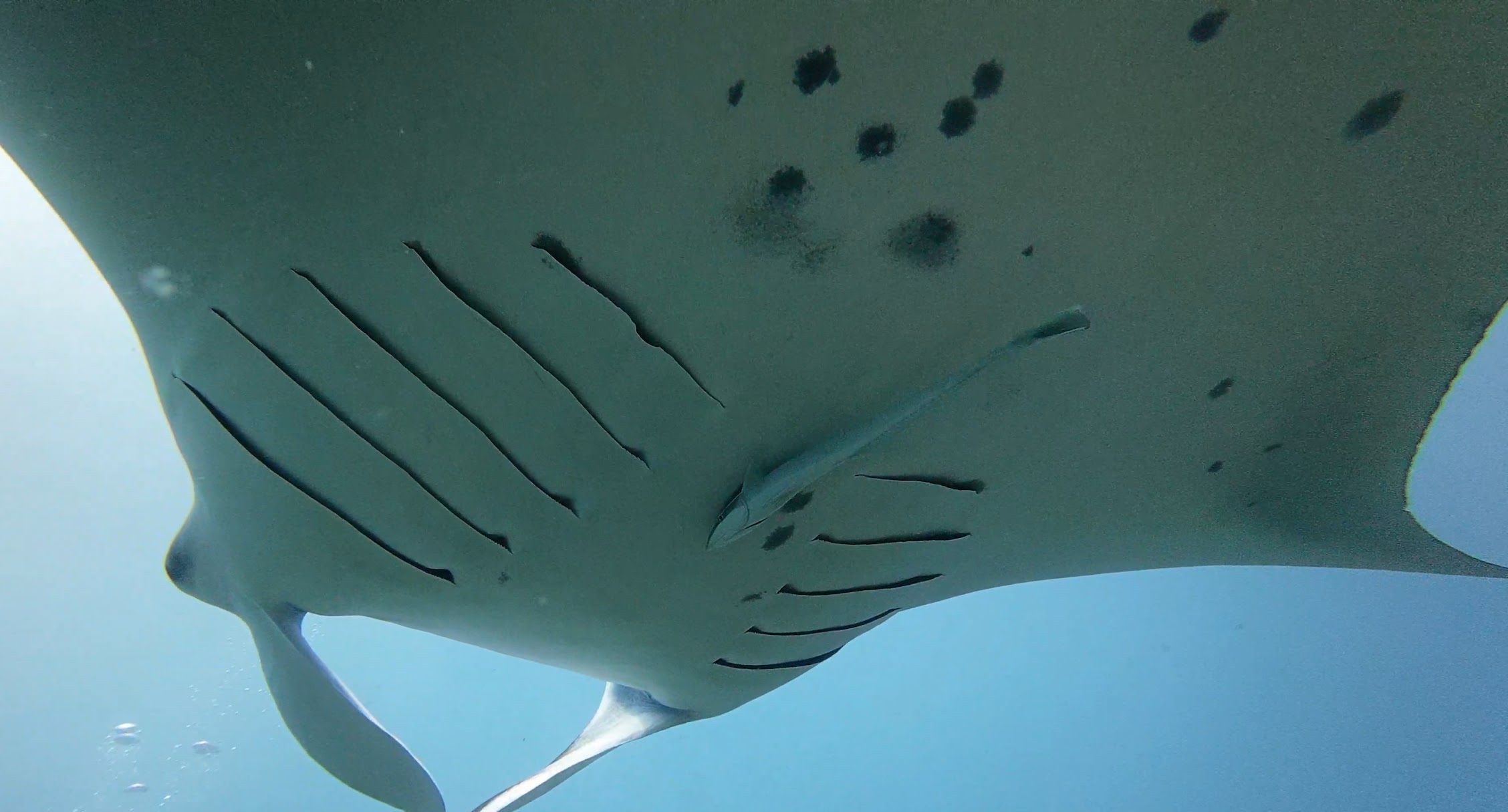 Manta ray seen from below