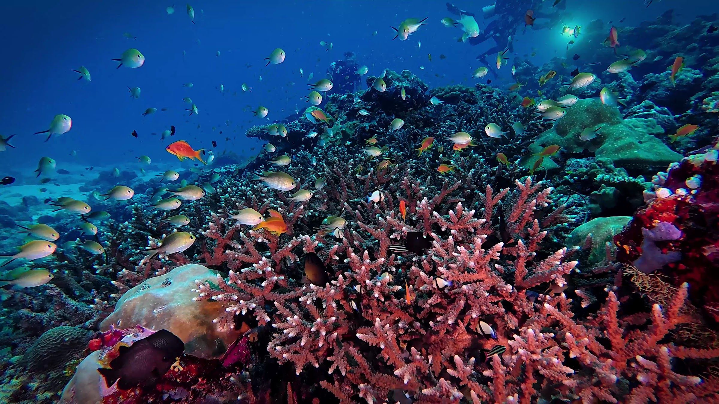 Coral reef with anthias