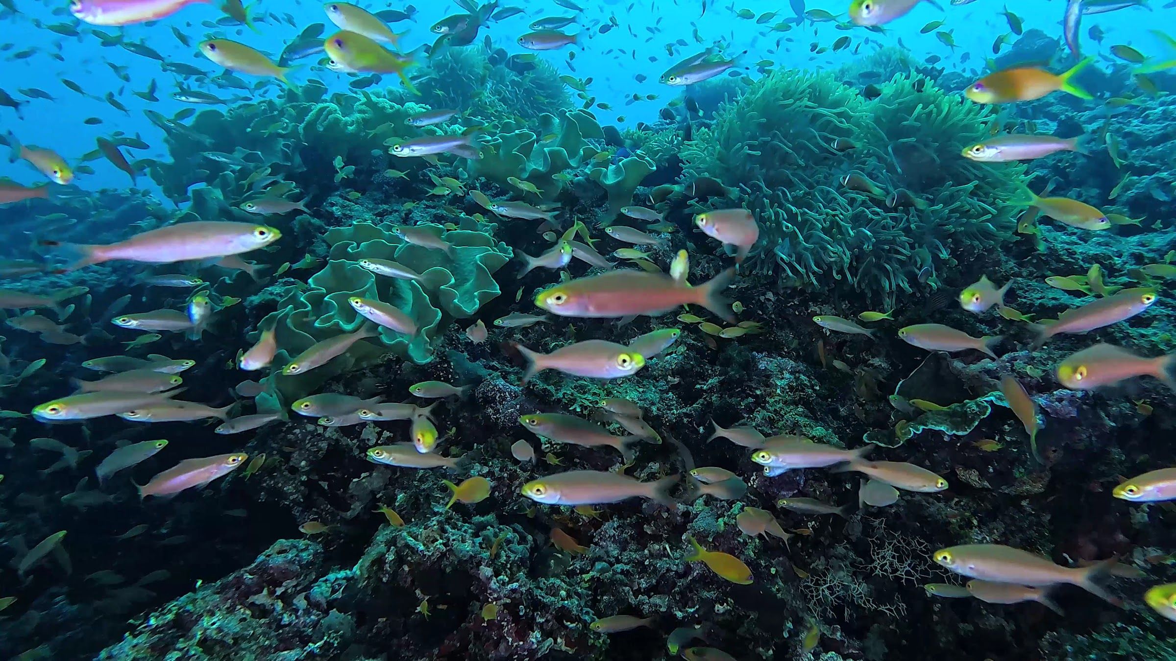 Reef fish