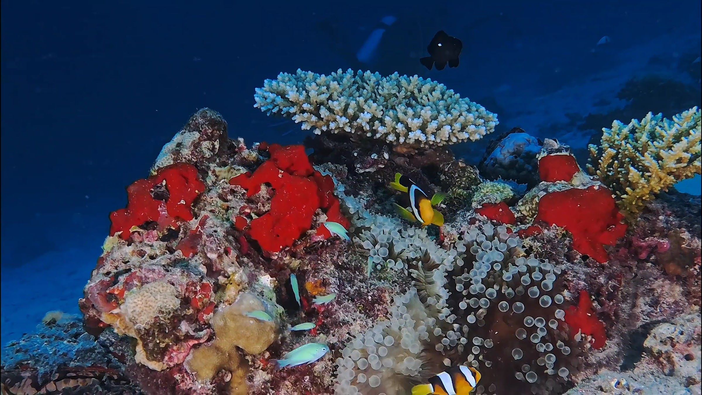 Colourful coral reef