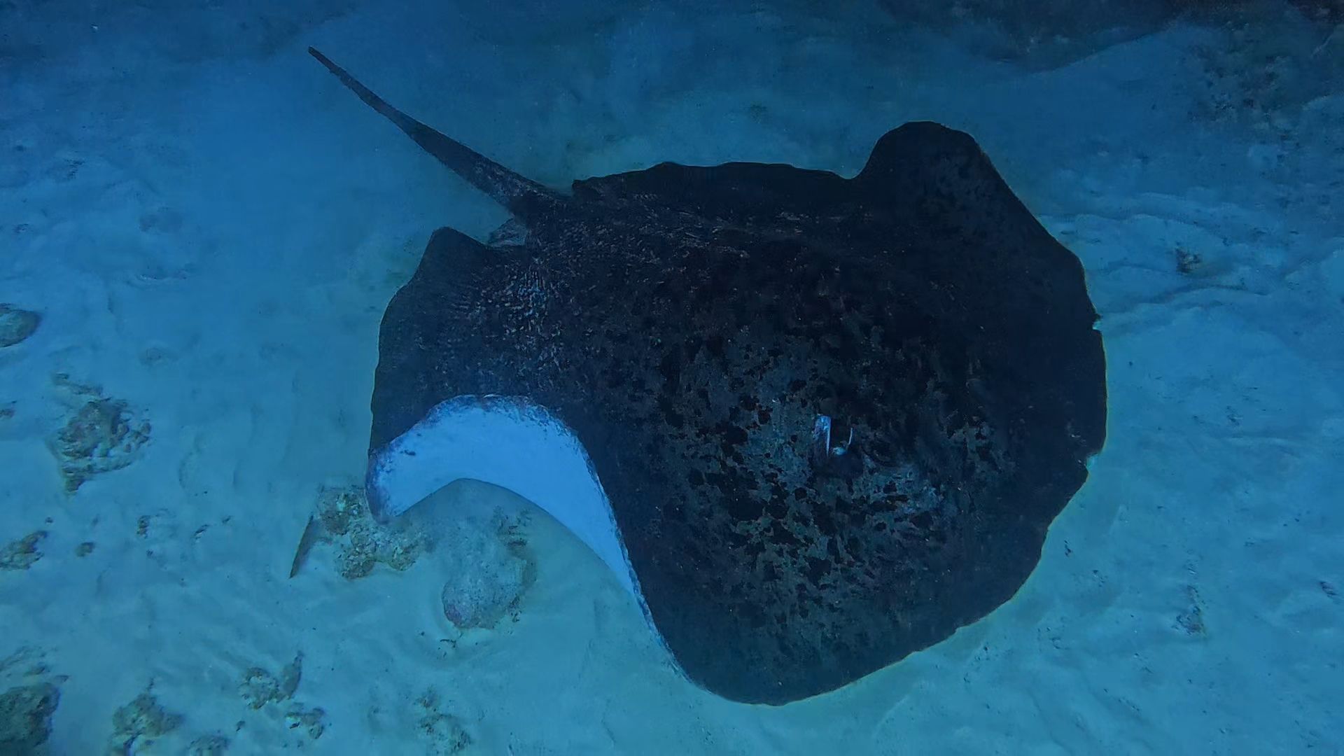 Stingray