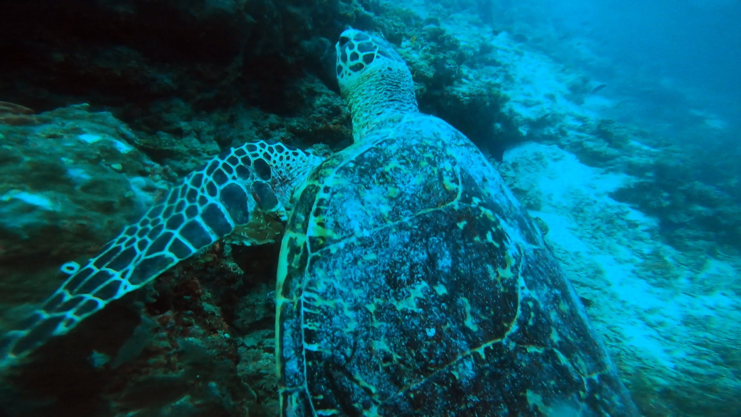 Hawksbill turtle